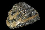 Southern Mammoth Molar Section - Hungary #123657-1